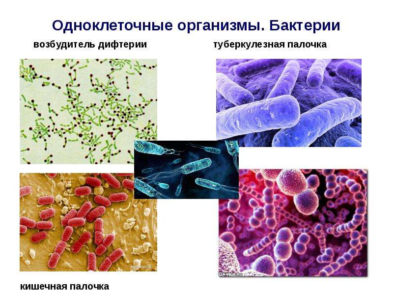 Одноклеточные и многоклеточные организмы 5 класс презентация