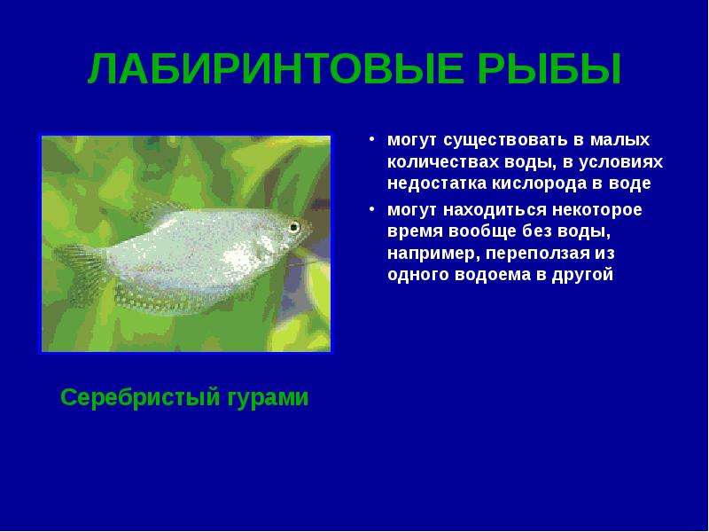 Без ног но не рыба. Приспособления рыб к недостатку кислорода. Лабиринтовый аппарат рыб. Адаптация рыб к недостатку кислорода. Адаптации рыб к нехватке кислорода в воде.