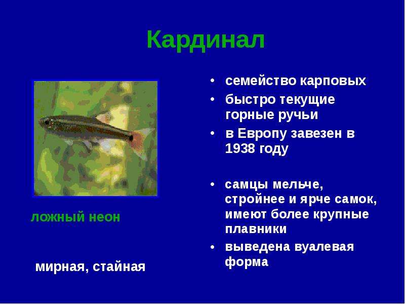 Аквариумистика рыбы семейства кардиналовые. Семейство карповых вуальные плавники.