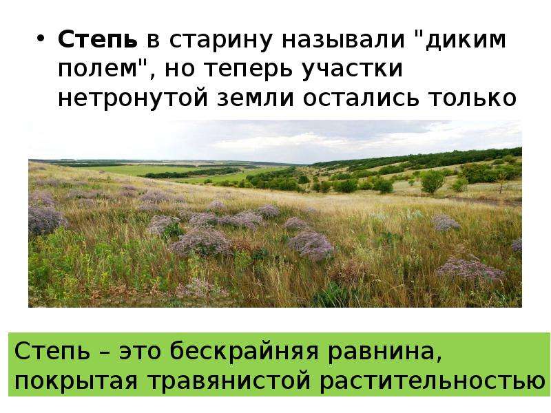 Презентация степи. Степь презентация. Название степей. Степь это простыми словами. Что называли диким полем.