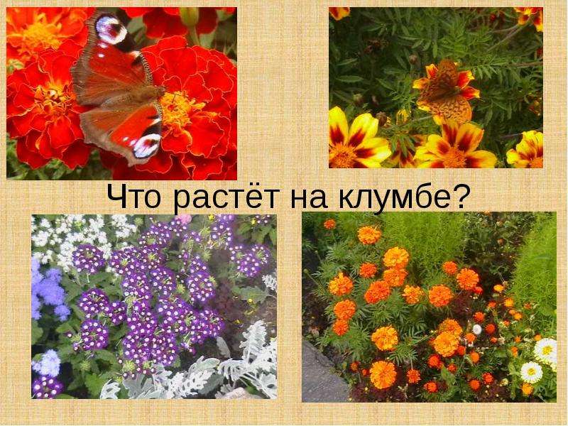 Цветы Растущие На Клумбе Фото И Названия