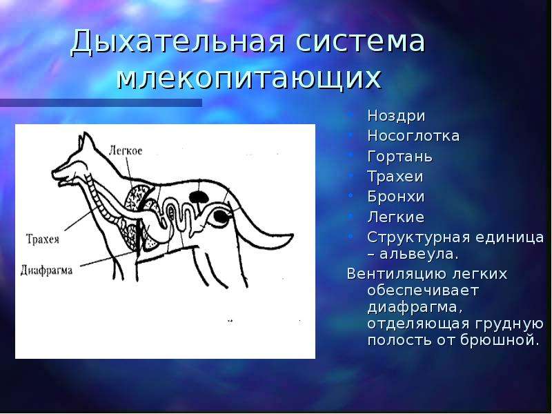 Дыхательная система млекопитающих картинка