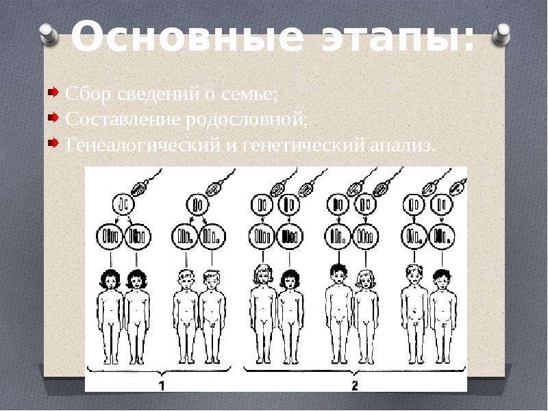 Презентация родословная человека