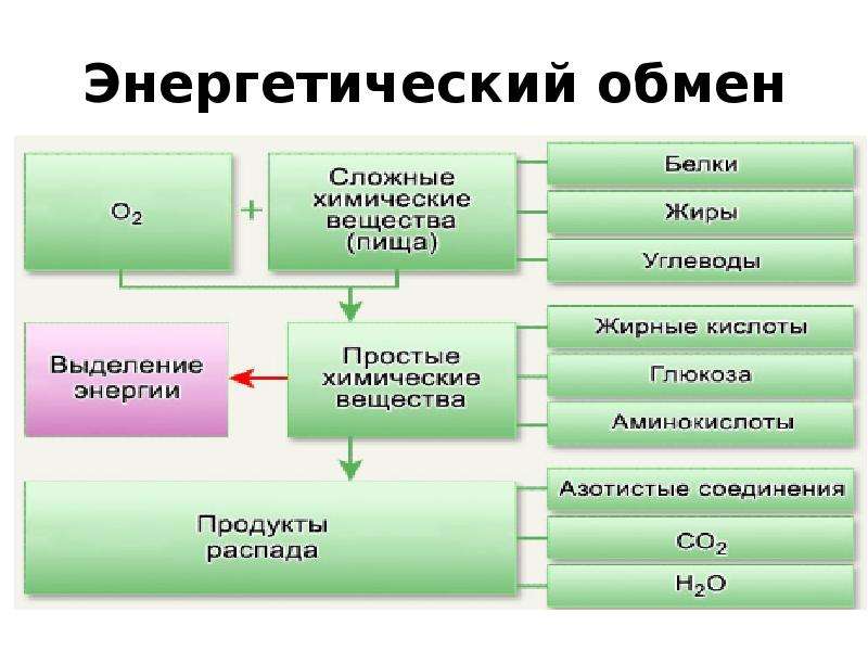 Схема баланса энергии в организме животного