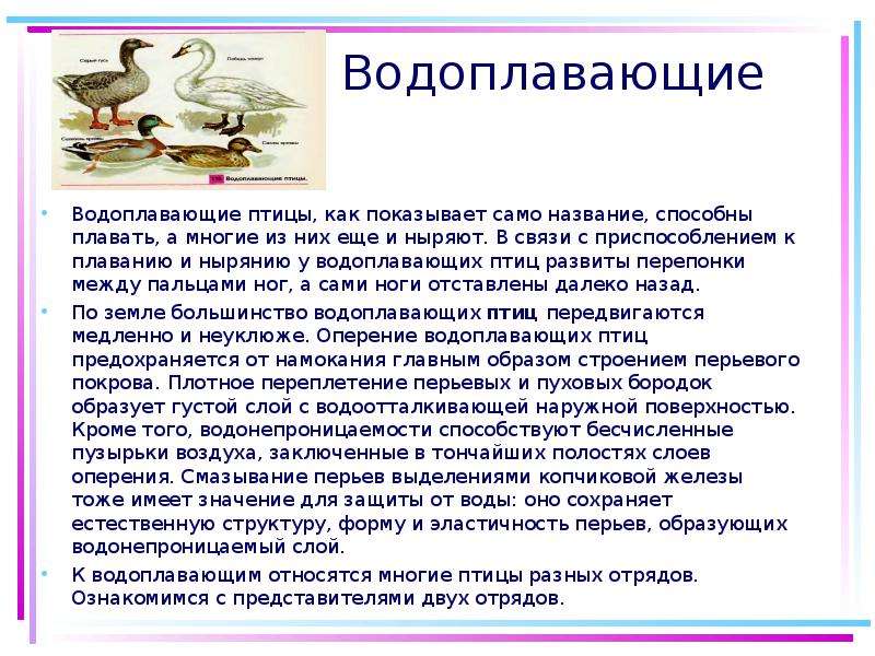 Водоплавающие птицы проект