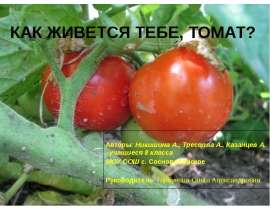 Как живется тебе, томат?