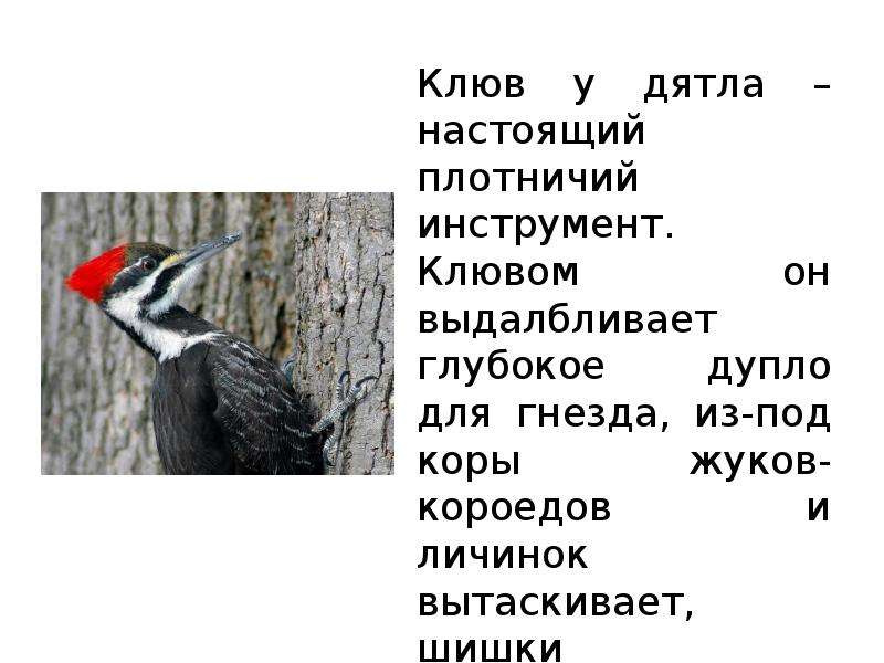 Дятел разбор. Клюв дятла. Клюв у дятла настоящий плотничий инструмент. Какой клюв у дятла. Тип клюва дятла.