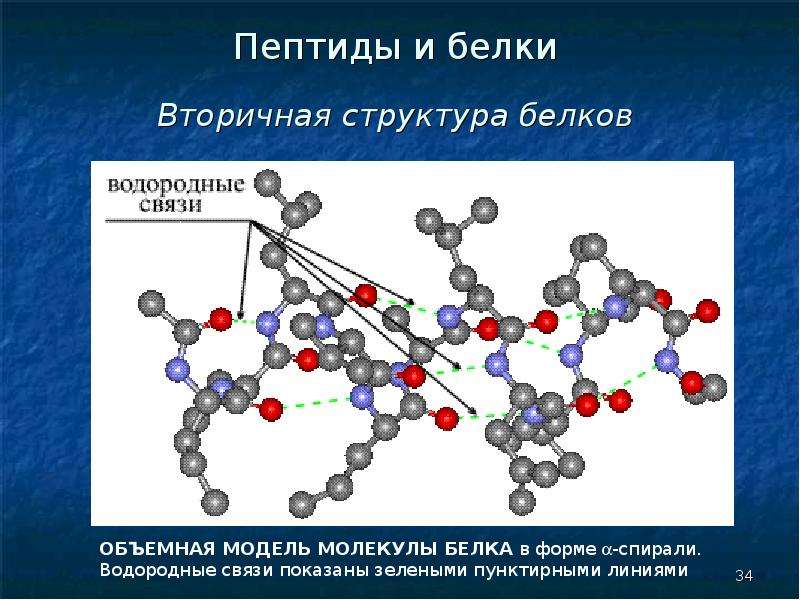 Белки и пептиды презентация