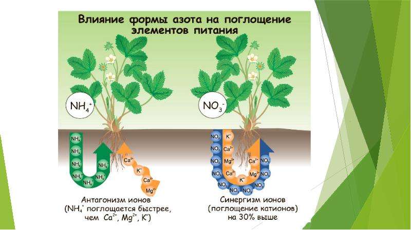 Минеральное питание овощных растений