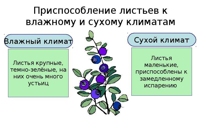 Проект испарение воды листьями