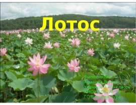 Лотос