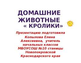 Домашние животные. Кролики