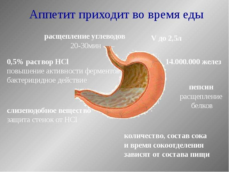 Расщепление пищи. Расщепление пищи в желудке. Белки расщепляются в желудке. Жиры расщепляются в желудке. Расщепление и переваривание пищи происходит в.