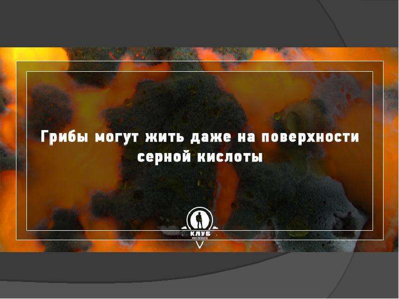 Факты о грибах. 10 Интересных фактов о грибах. Интересные факты о грибах паразитах. Грибы на поверхности серной кислоты. Интересные факты о грибах 10 штук.