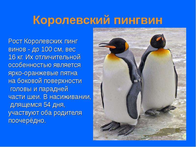 Проект о пингвинах