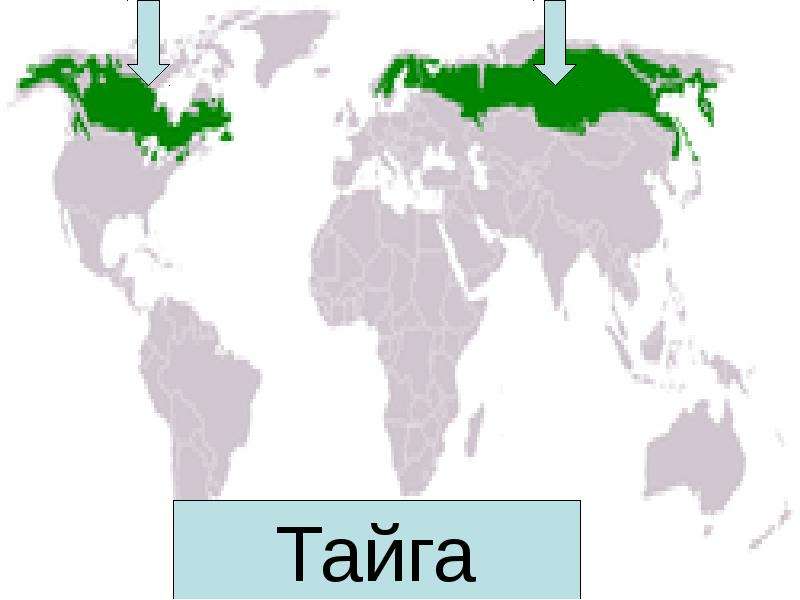 Хвойные леса на карте. Тайга на карте. Географическое расположение тайги на карте. Расположение хвойных лесов на карте. Географическое положение тайги.