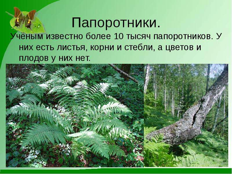 3 класс окружающий мир разнообразие растений презентация плешаков