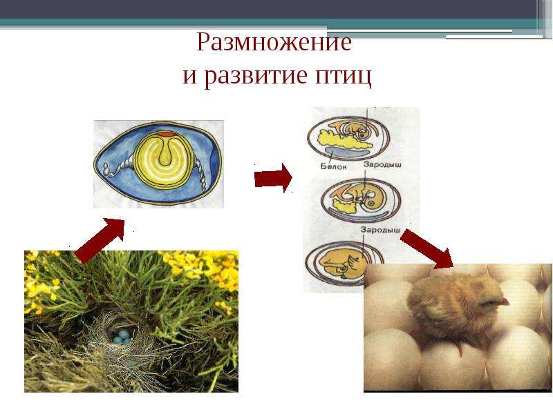 Процессы размножения и развития животных презентация 7 класс