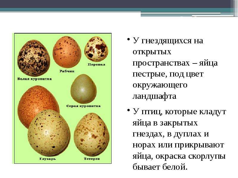 Биология 7 класс размножение и развитие птиц презентация 7 класс