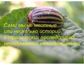 Сами мы не местные или несколько историй о трагических последствиях необдуманной непоседливости.