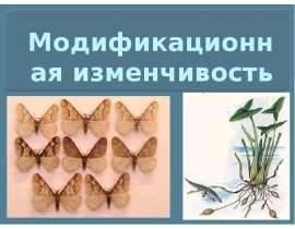 Модификационная изменчивость