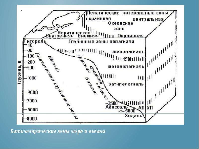 Зона моря. Пелагиаль и бенталь. Биономические зоны моря. Батиметрические зоны. Батиметрические зоны океана.