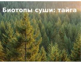 Биотопы суши: тайга
