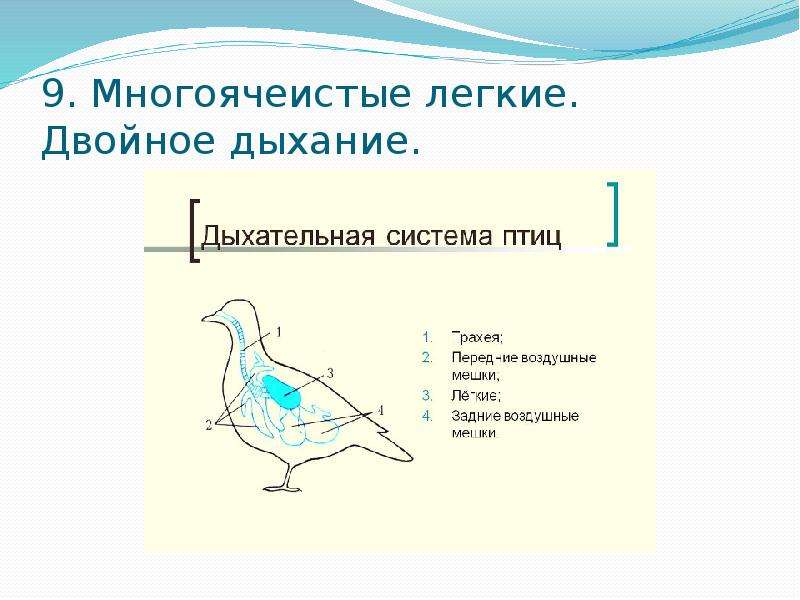 Презентация класс птицы общая характеристика 7 класс презентация