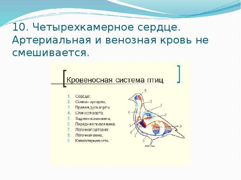 Класс птицы общая характеристика презентация 7 класс