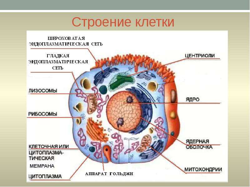 Презентация по анатомии 8 класс