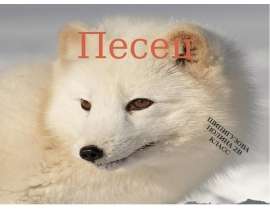 Песец