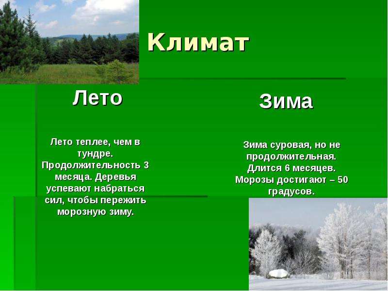 Климат смешанных лесов. Климат лесов. Климат зоны лесов презентация. Природная зона леса климат. Климат летом.