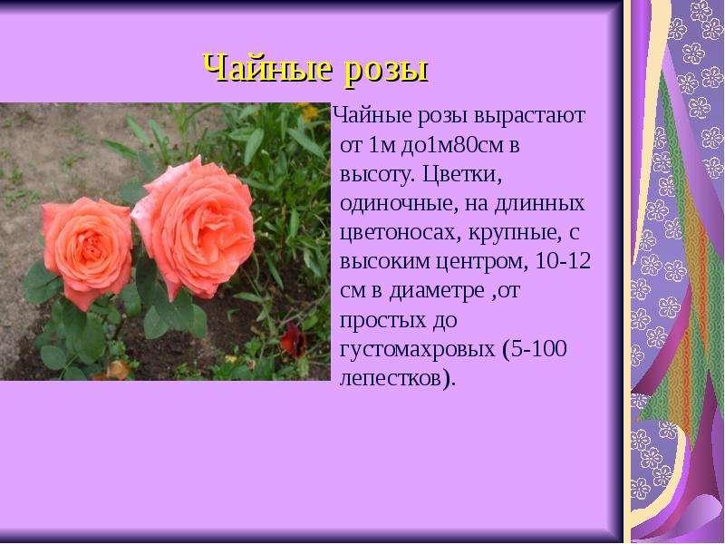 Розе 3 класс. Описание розы. Сообщение о Розе. Информация о цветах розах. Описать цветок розу.