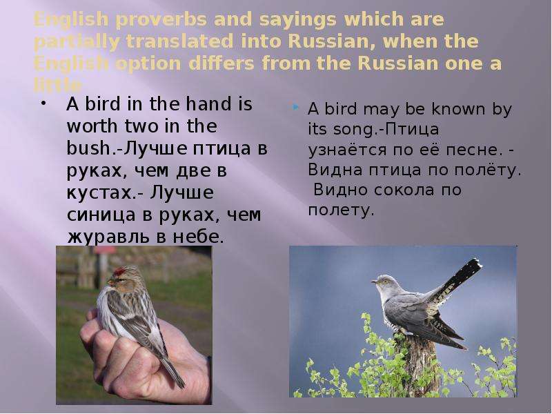 Russian Proverbs and sayings. English Proverbs and sayings. Птица видна по полету на английском. Proverbs and sayings difference.