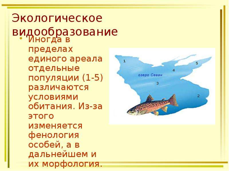 Экологическое видообразование это. Экологическое видообразование. Экологическое видообразование примеры. Видообразование в пределах одного ареала. Условия экологического видообразования.