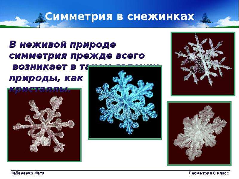 Проект на тему симметрия в природе 8 класс