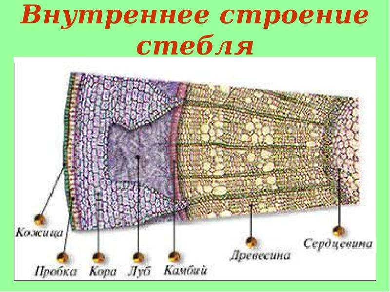 Луб обеспечивает нисходящий ток