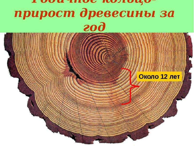 Как вы думаете почему годовой прирост древесины