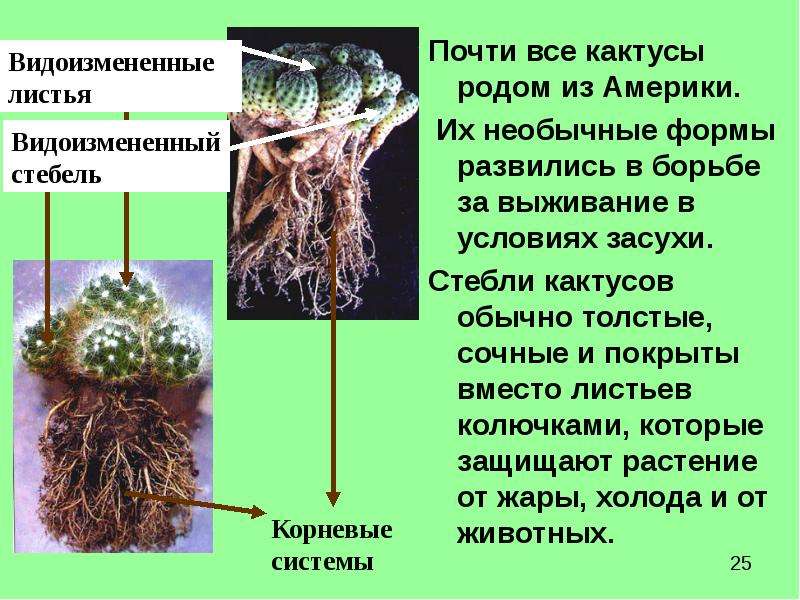 Кактус родовое и видовое название. Как выглядит цветонос у кактуса. Строение кактуса. Внешний вид кактуса описание.