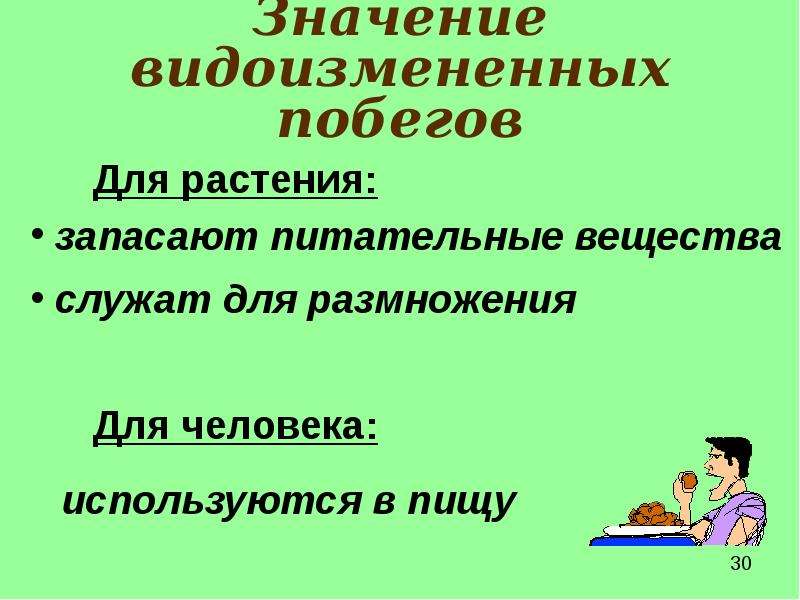 Значение побега. Значение видоизмененных побегов. Значение побега в природе. Значение побега в жизни растений. Значение побега в жизни человека.