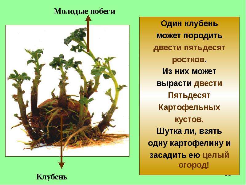 Побег презентация 6 класс. Презентация побег. Клубень побег. Защита побега клубень. Из одногоклубня змеикулькоса.