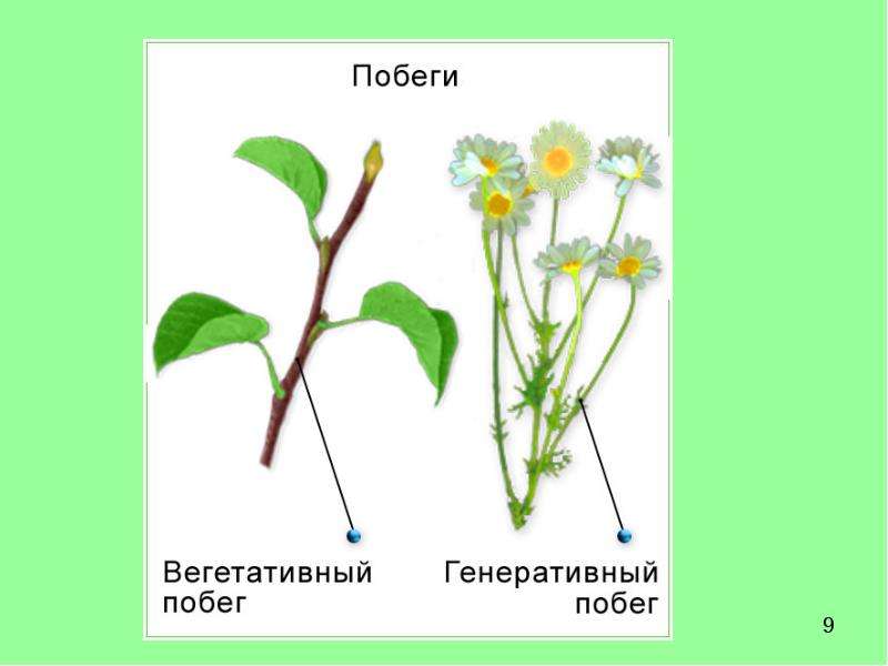 Тип вегетативных побегов