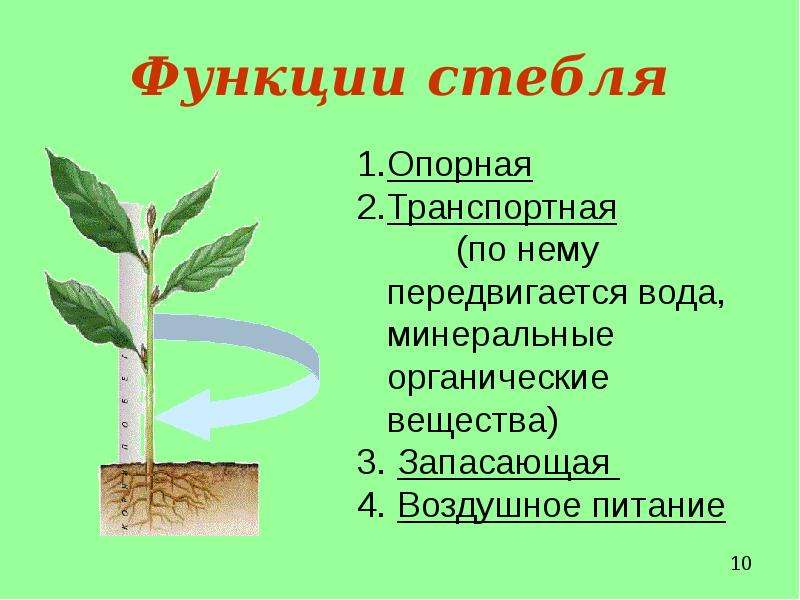 Функции стебля 6. Функции стебля растений. Главная функция стебля у растений. Стебель растения выполняет функции. Проводящая функция стебля.