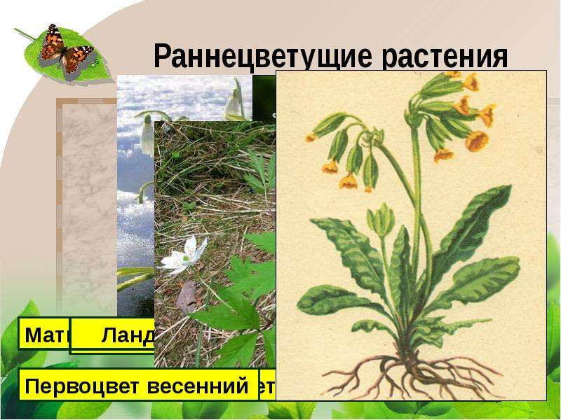 В гости к весне презентация 2 класс презентация