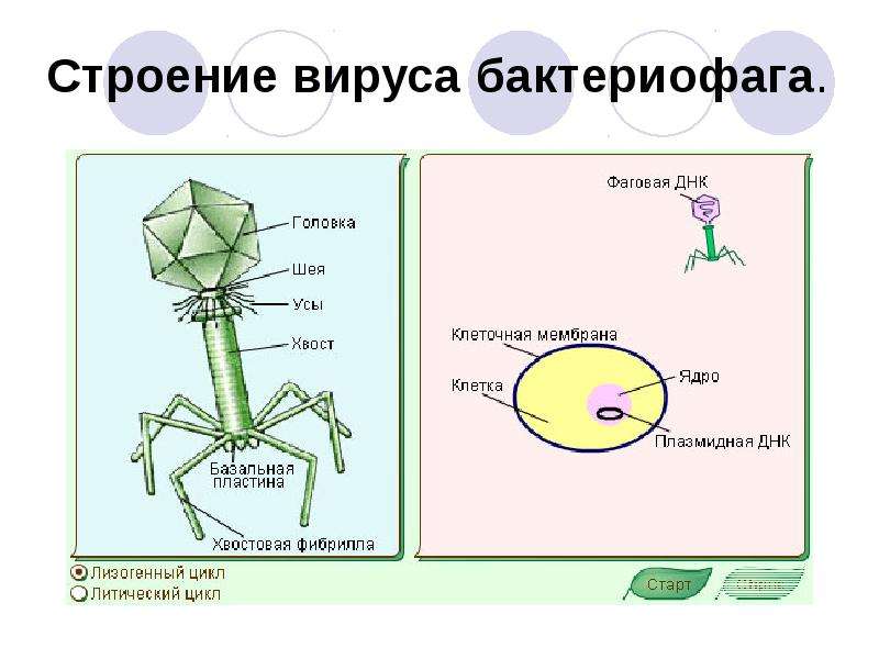 Вирусы биология задания. Бактериофаги строение фибриллы. Строение вируса бактериофага. Бактериофаг строение бактериофага. Строение бактериофага и механизм.