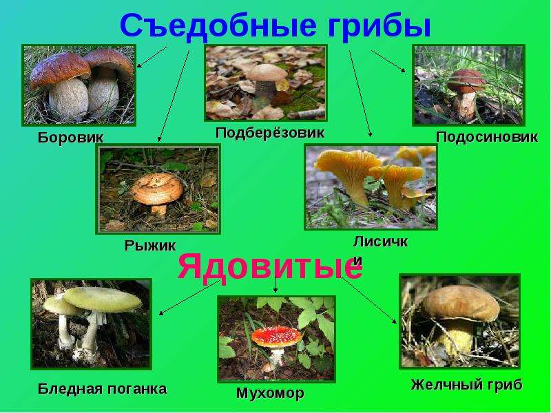 Картинки для детей опасности в лесу