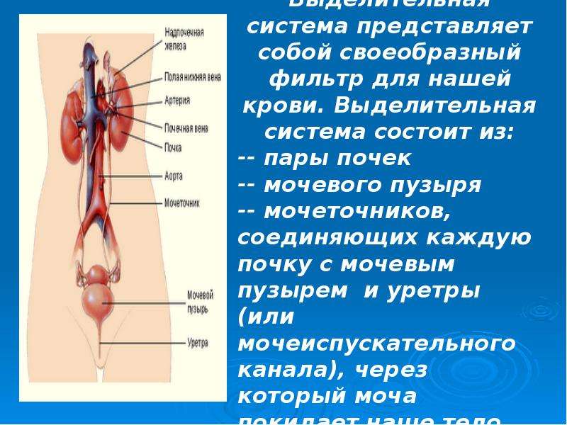 8 класс мочевыделительная система презентация