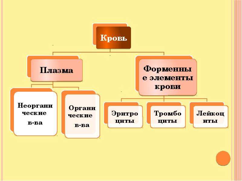 Презентация 8 класс биология