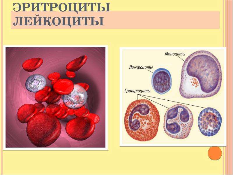 Клеток эритроциты лейкоциты эритроциты. Эритроциты и лейкоциты. Лейкоциты лимфоциты эритроциты. Цикл развития эритроцитов и лейкоцитов. Эритроциты и лейкоциты в крови.