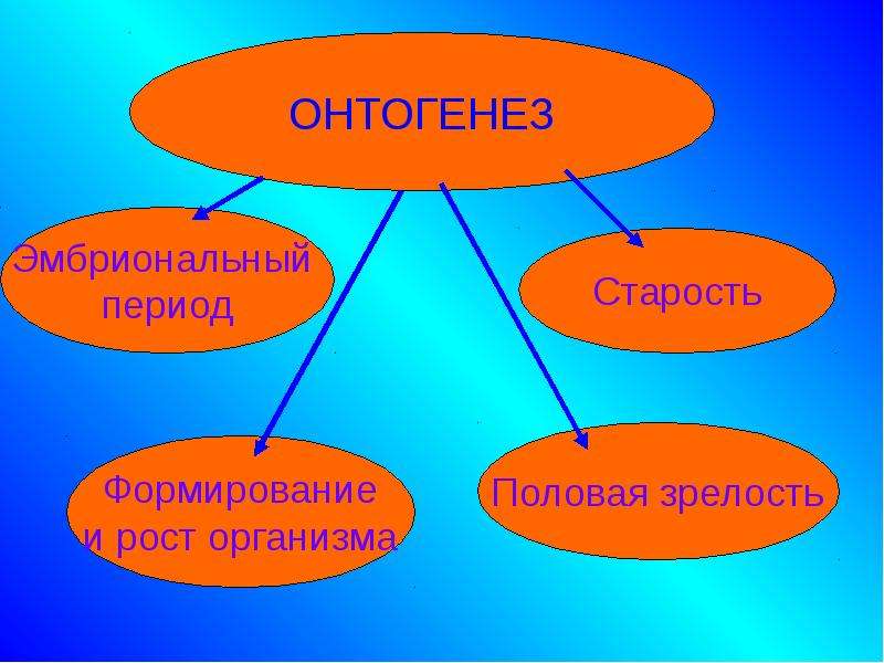 Продолжительность жизни животных окружающий мир 1. Периоды жизни животных. Периодизация жизни животных. Периодизация и Продолжительность жизни. Периодизация и Продолжительность жизни животных таблица.